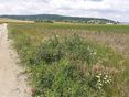 Feldrain (c) Schoder © Schoder