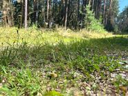 preview-jpg-Zigarette Waldbrand_Nikolaus Bellos (1)(c)Nikolaus Bellos-LK Niederösterreich.jpg © Nikolaus Bellos-LK Niederösterreich