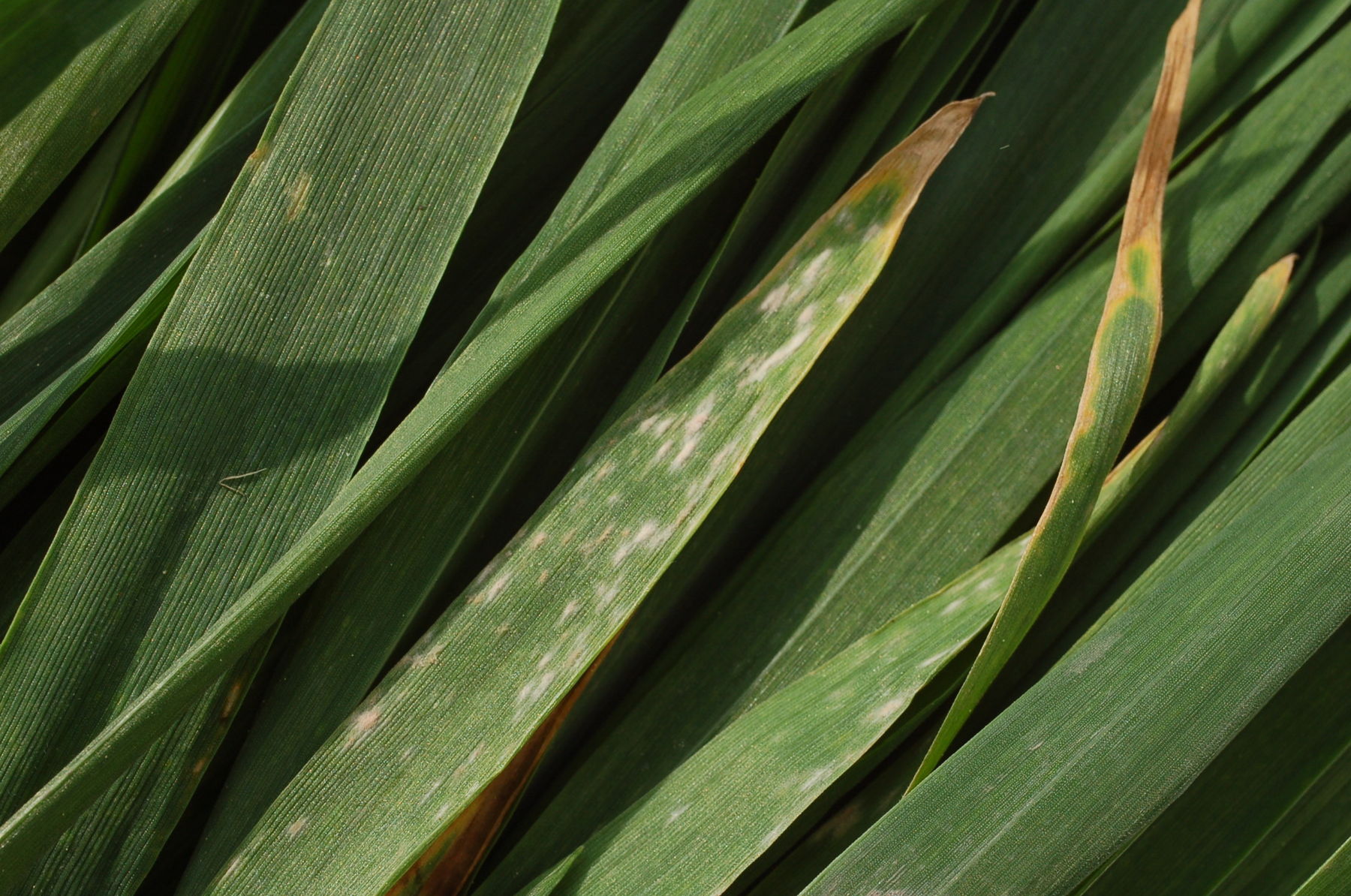 Mehltau an Weizen.jpg © LK NÖ