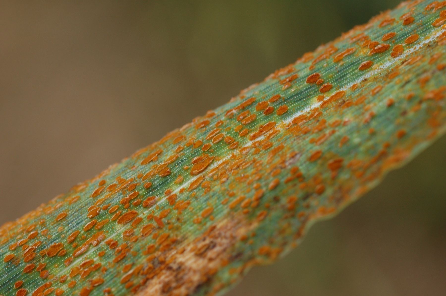 Braunrost.jpg © LK NÖ