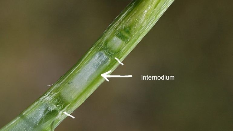 Internodium bei Weizen.jpg © LK NÖ