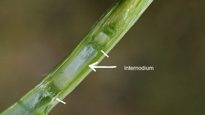 Internodium bei Weizen.jpg © LK NÖ
