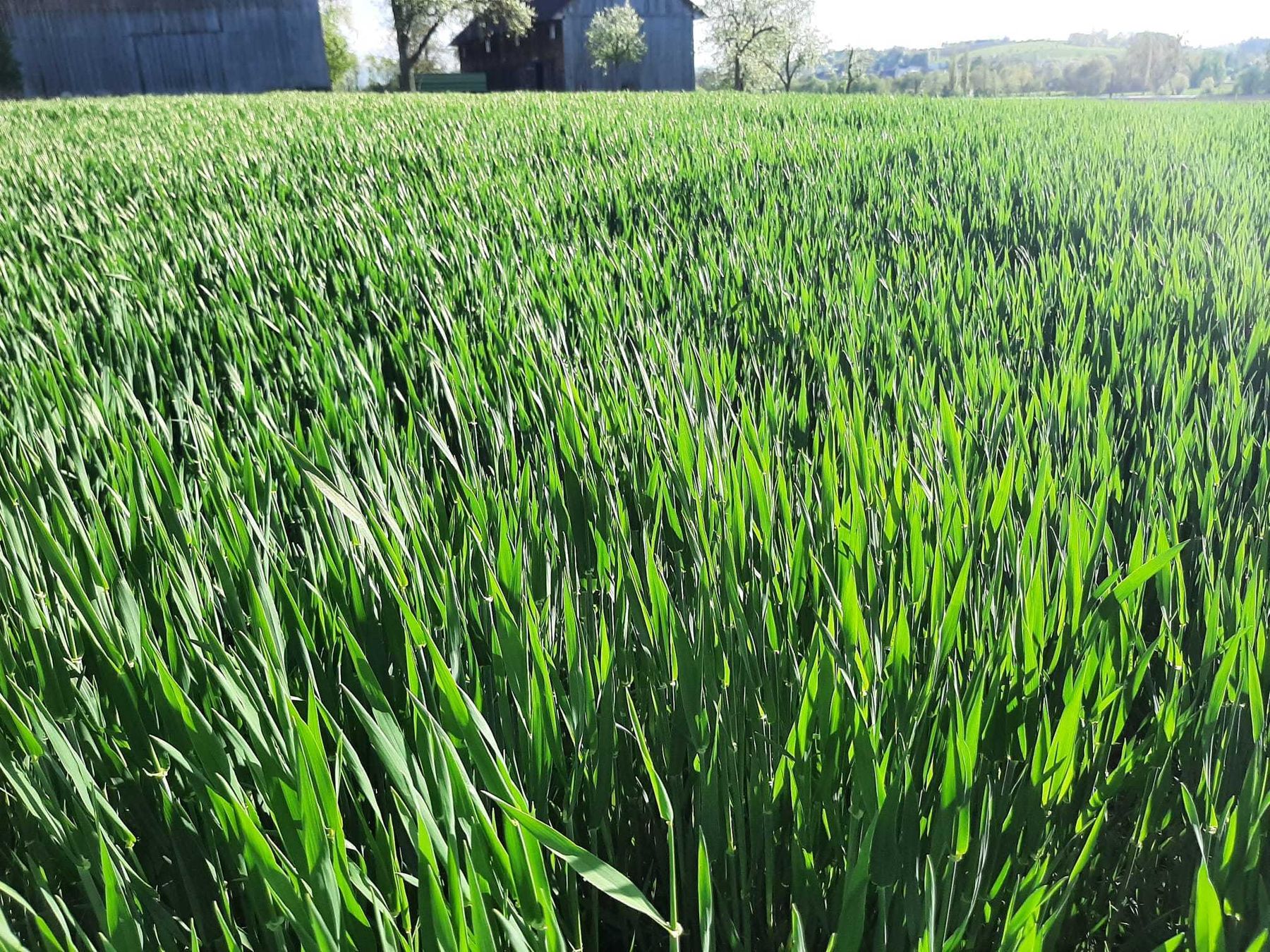 Eindrücke zu AK Feldbegehung in Neuhofen an der Krems / St. Marien am 23.04.2026. Rund 30 Teilnehmer informierten sich über die Themen: - Kulturführung WW, WG, Mais, Soja, Rübe - Aktuelles zur Maßnahme 'Grundwasser 2030' Danke! © BWSB