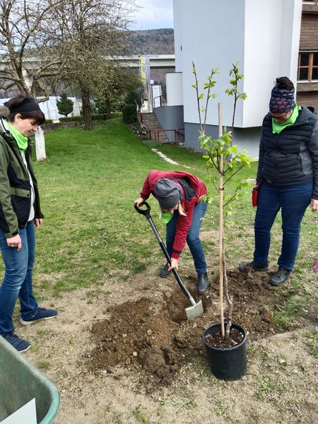 Tag des Baumes  ©&nbsp;Die Bäuerinnen im Bezirk Neunkirchen 