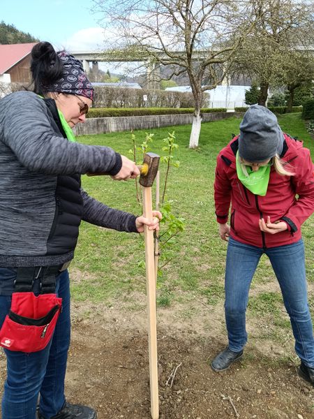 Tag des Baumes  ©&nbsp;Die Bäuerinnen im Bezirk Neunkirchen 
