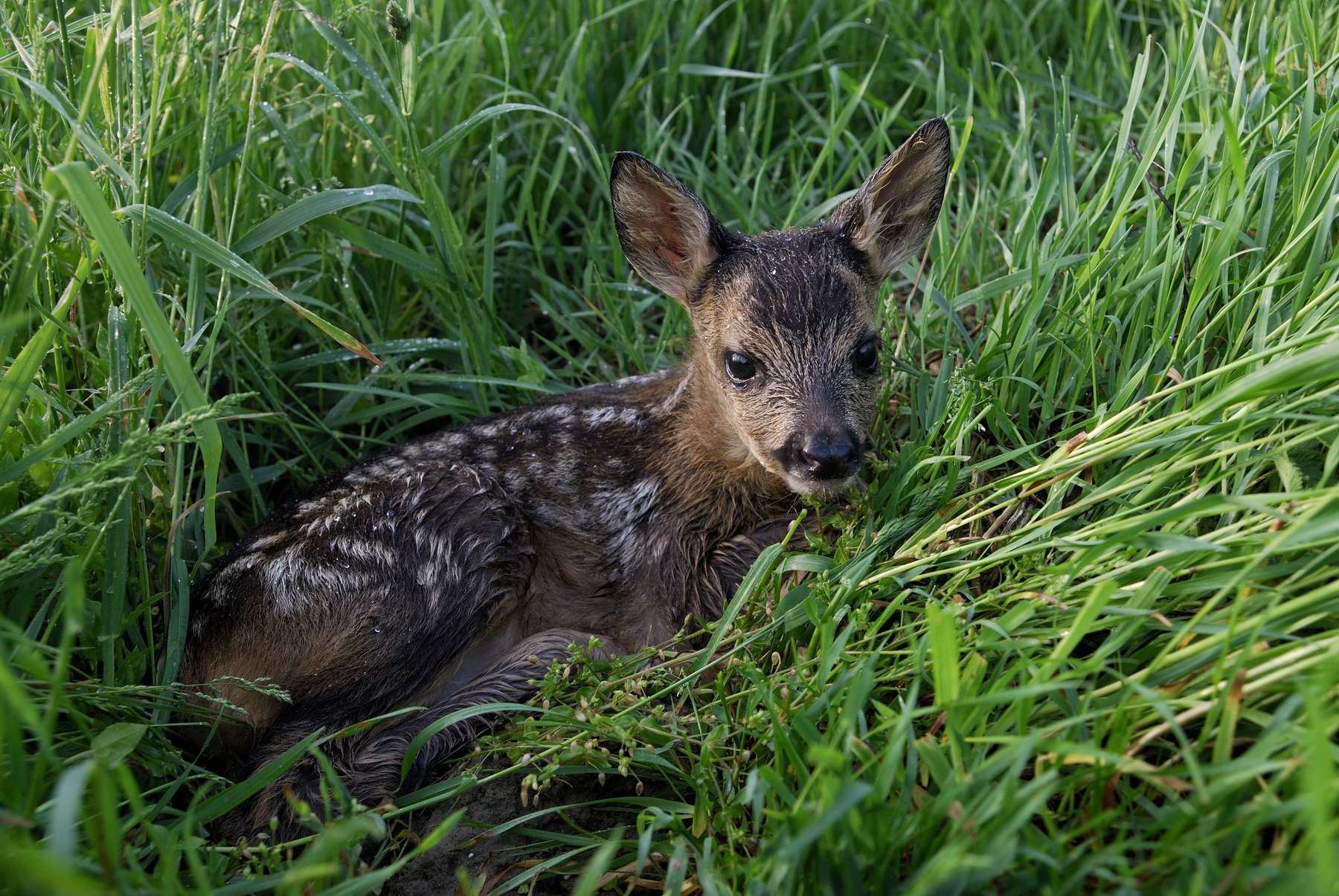 Rehkitz.jpg © Michael Breuer