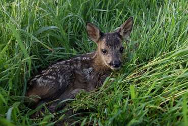 Rehkitz.jpg © Michael Breuer