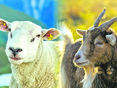 Schaf und Ziege © ÖHV