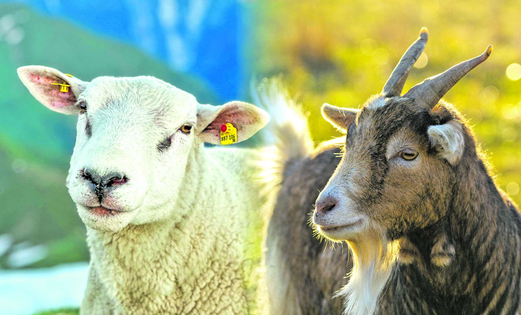 Schaf und Ziege.jpg © ÖHV