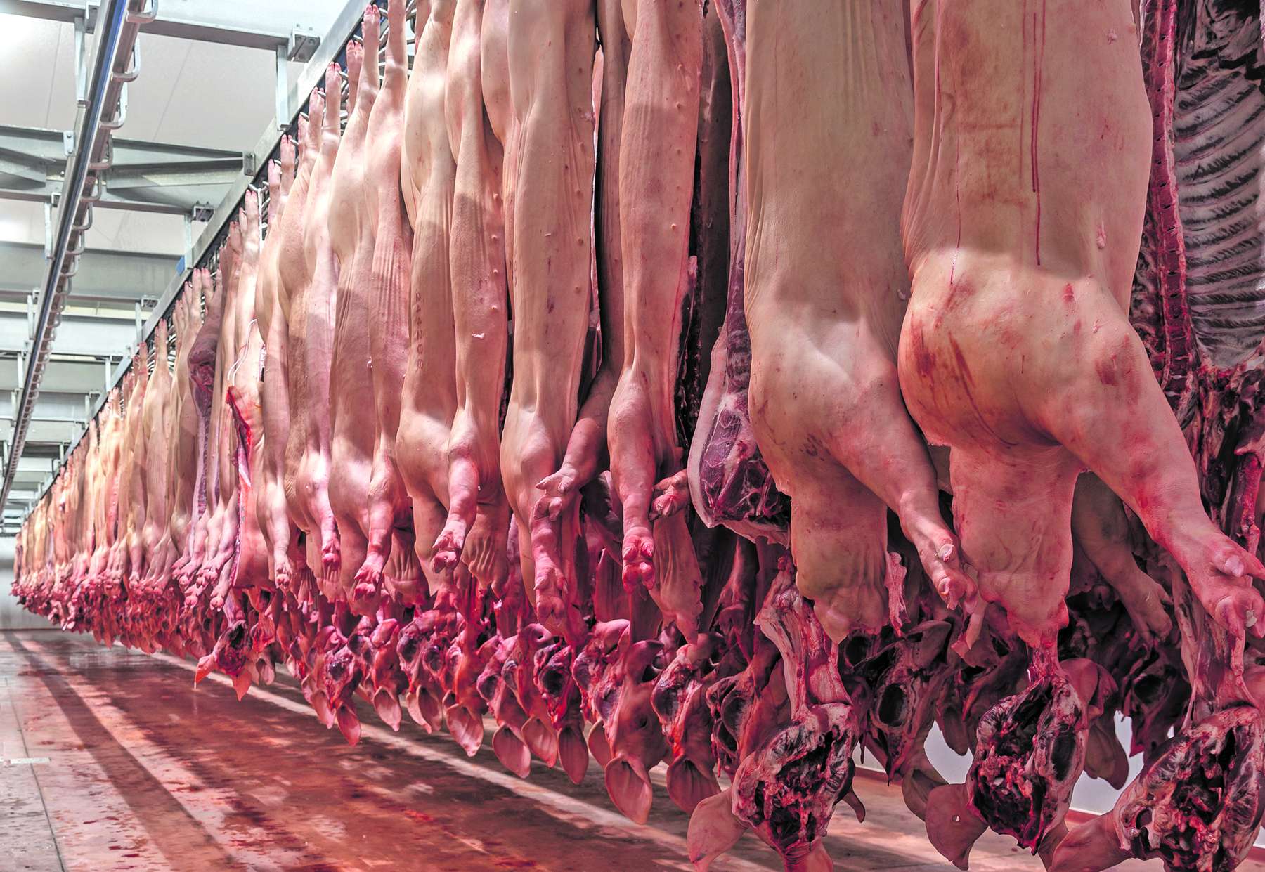 Schlachtkörperbefund.jpg © AdobeStock_633639029