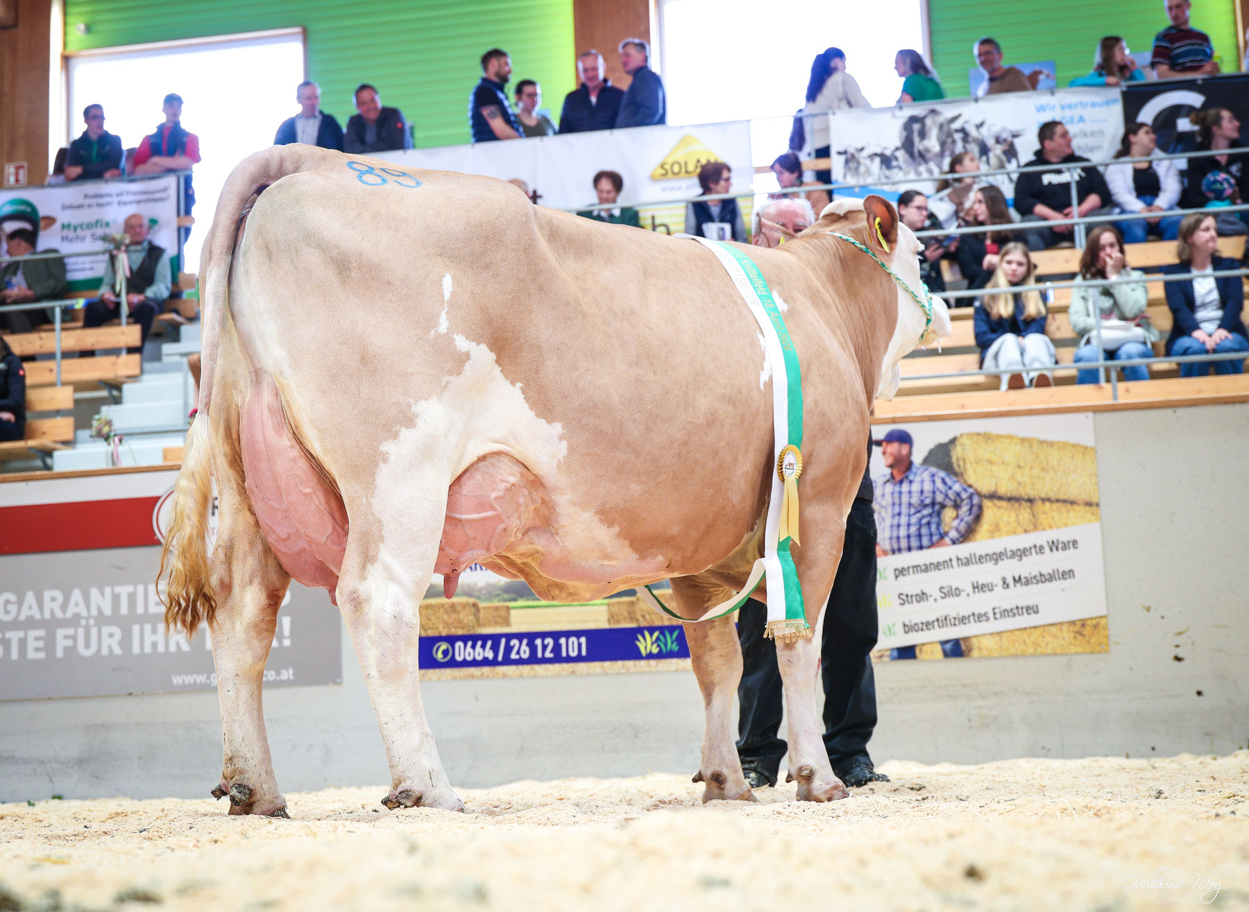 Rinderschau © Friedrich Baumann
