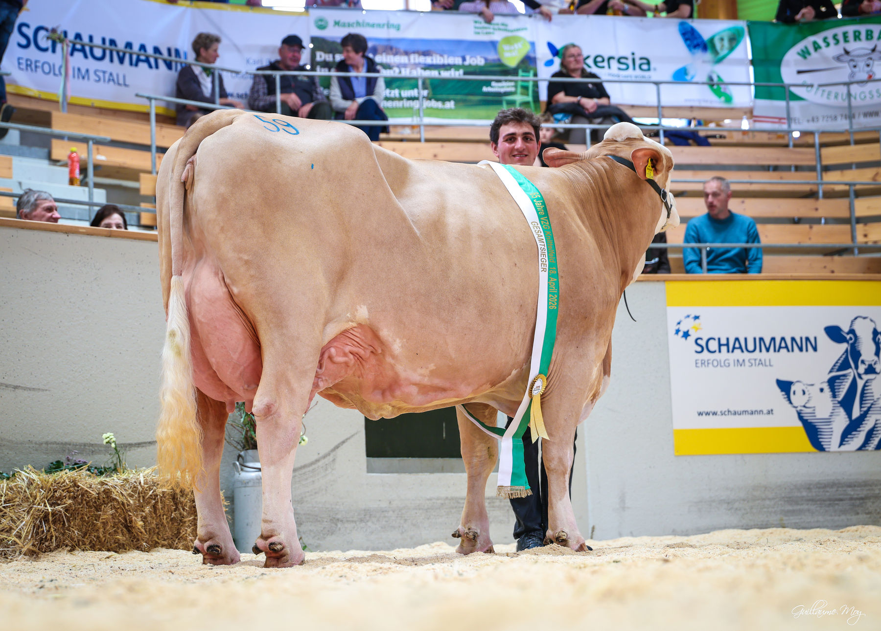 Rinderschau © Friedrich Baumann