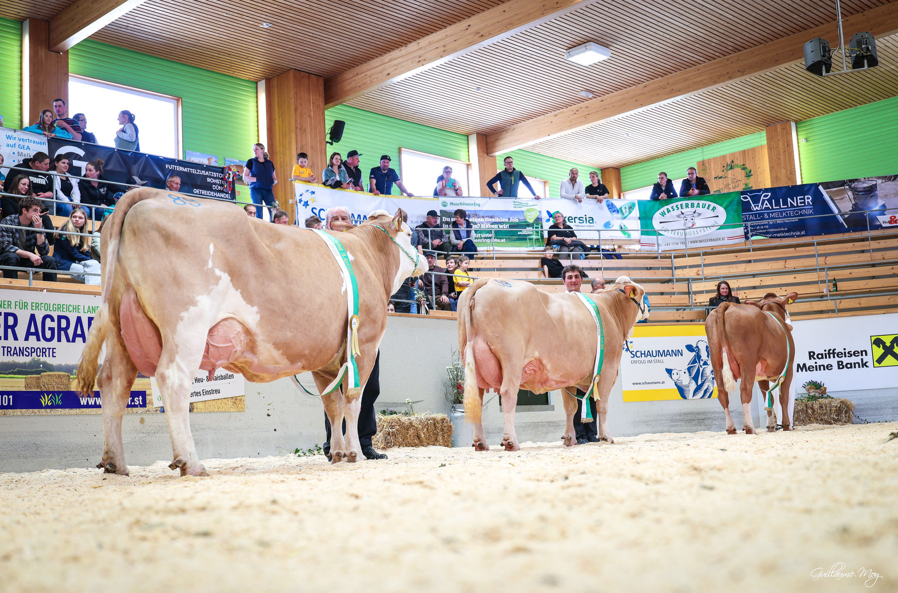 Rinderschau © Friedrich Baumann