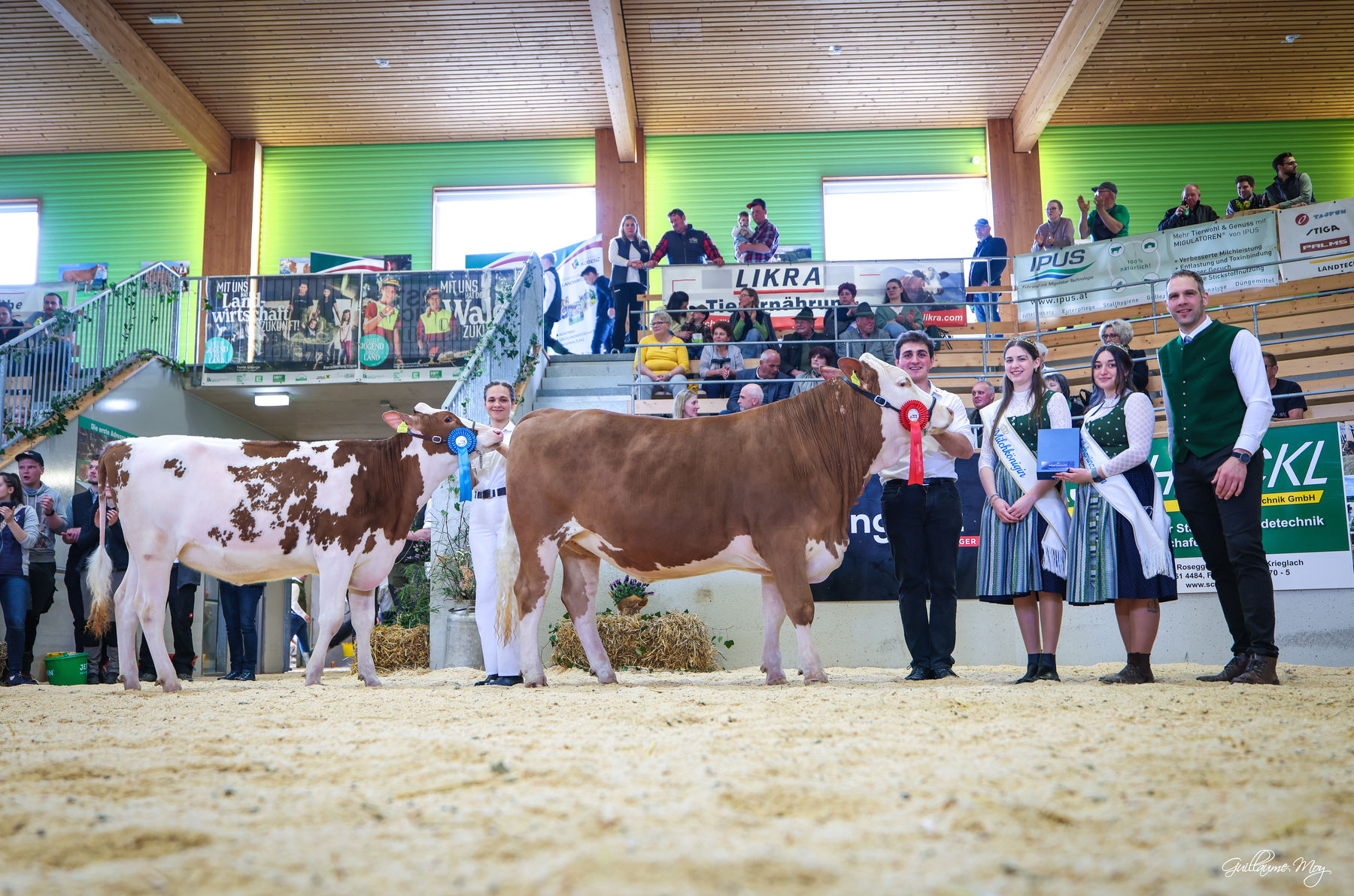 Rinderschau © Friedrich Baumann