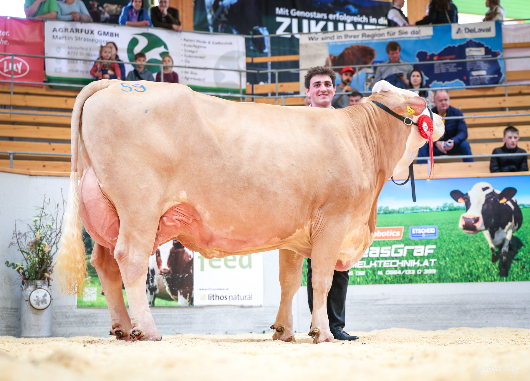 Rinderschau © Friedrich Baumann