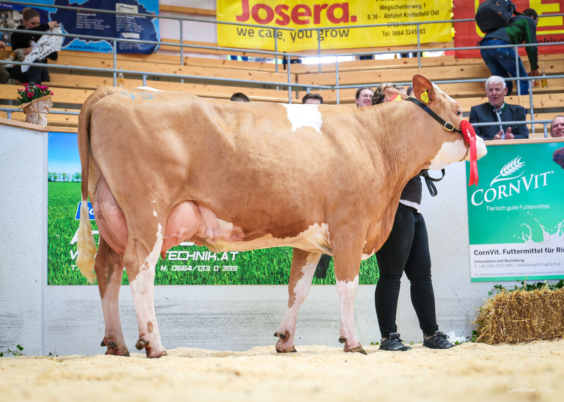 Rinderschau © Friedrich Baumann