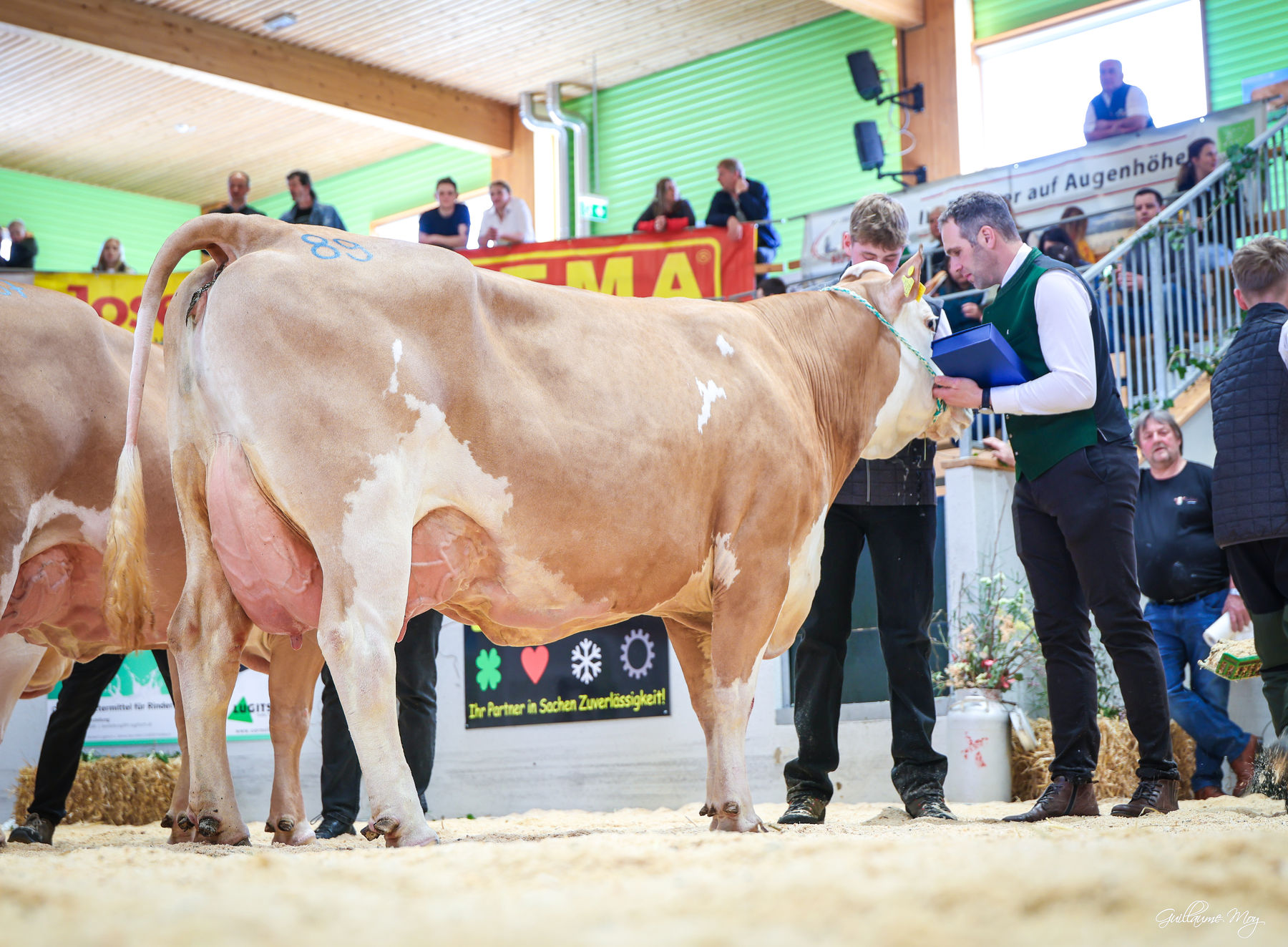 Rinderschau © Friedrich Baumann