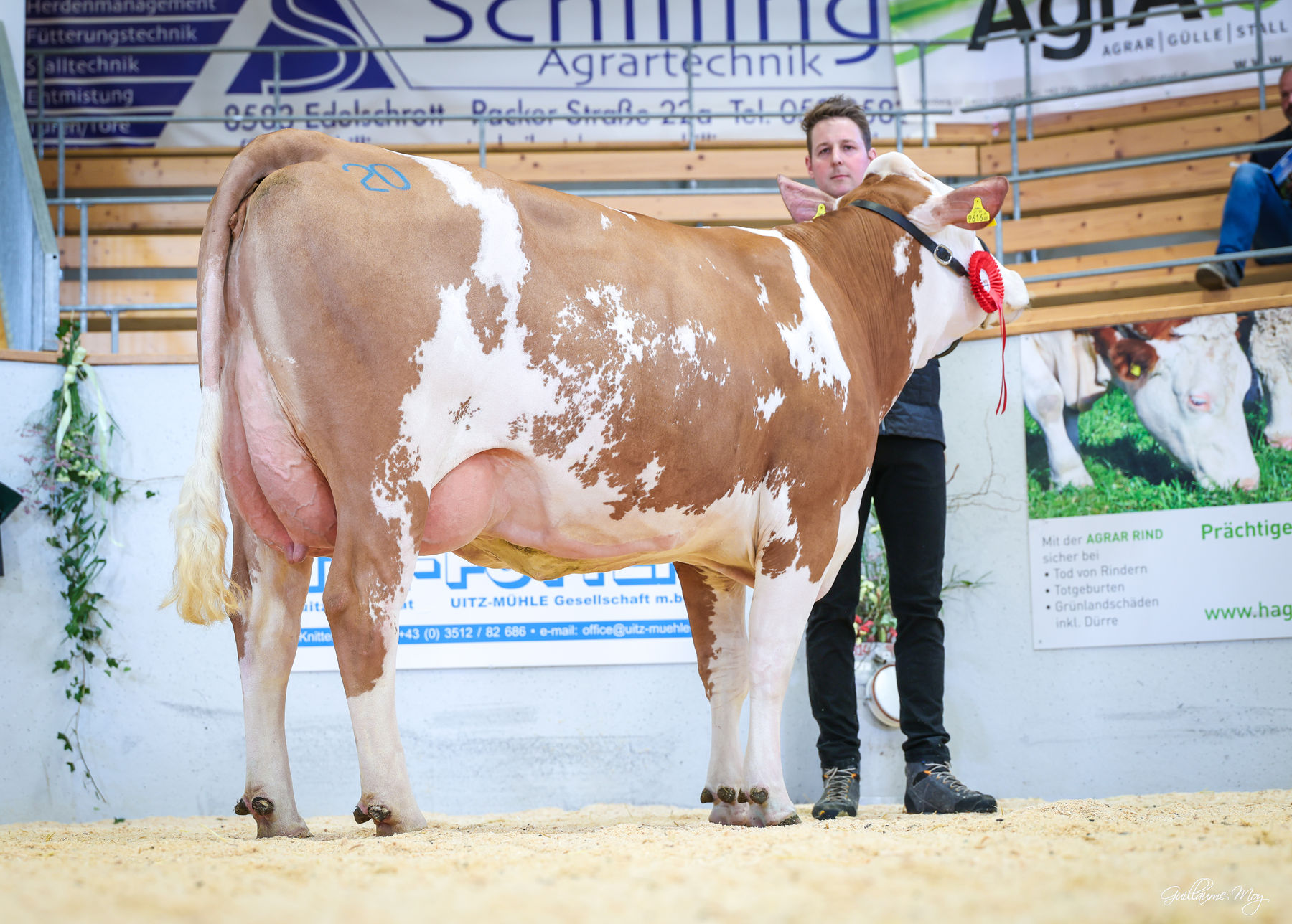 Rinderschau © Friedrich Baumann