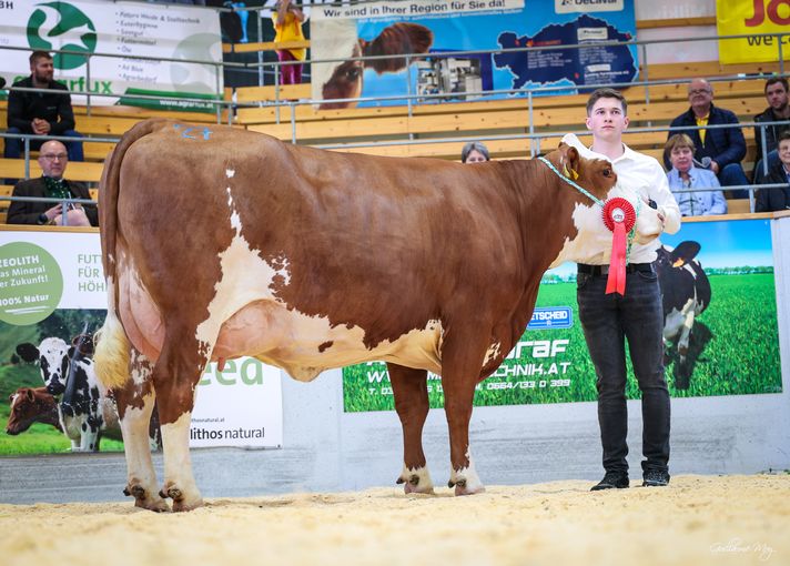 Rinderschau © Friedrich Baumann