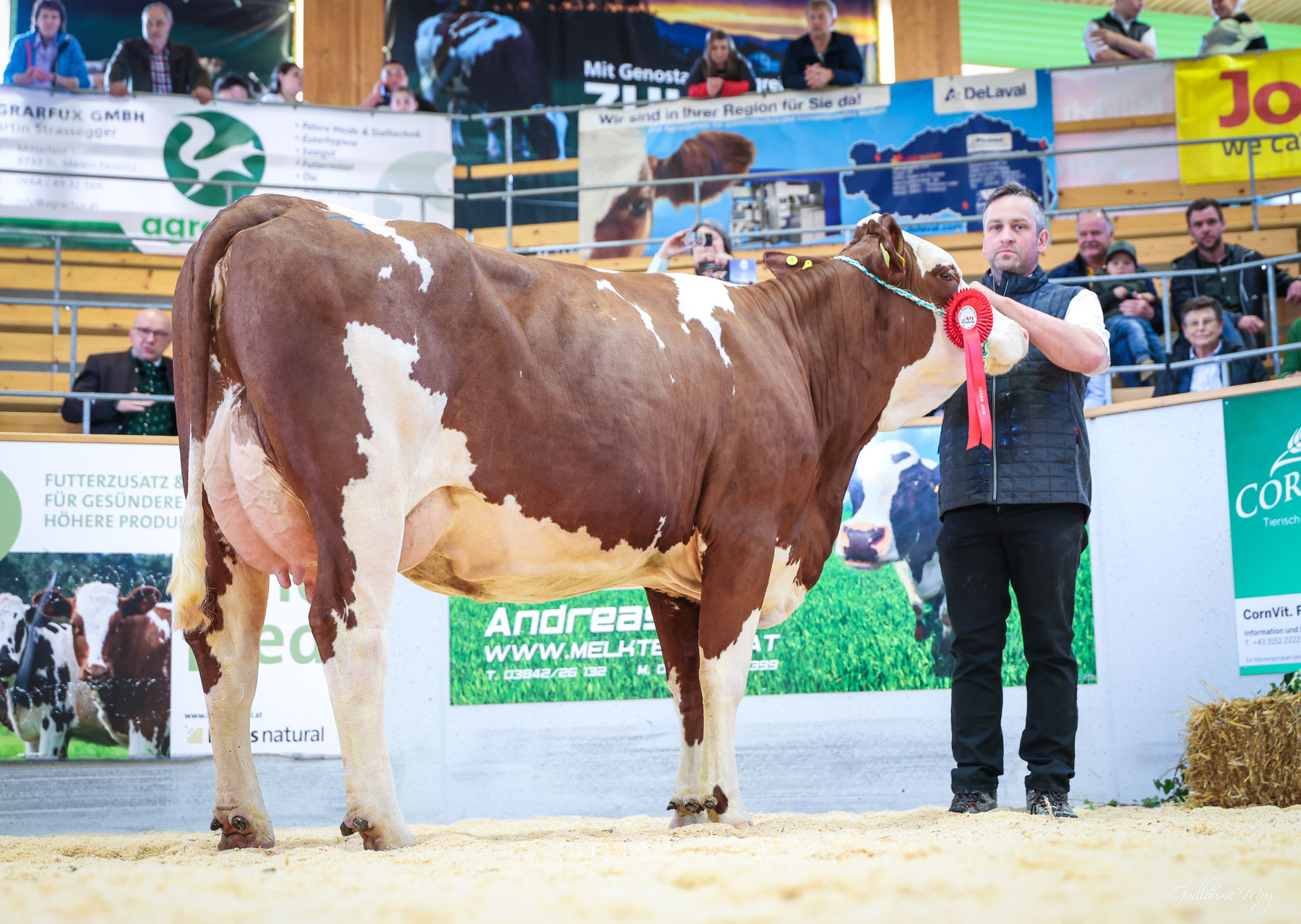 Rinderschau © Friedrich Baumann