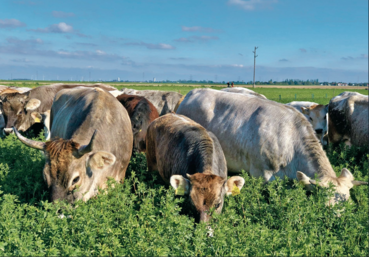 Weide Mob Grazing .png © Walter Starz