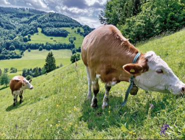 Weide Steilfläche.png © Walter Starz