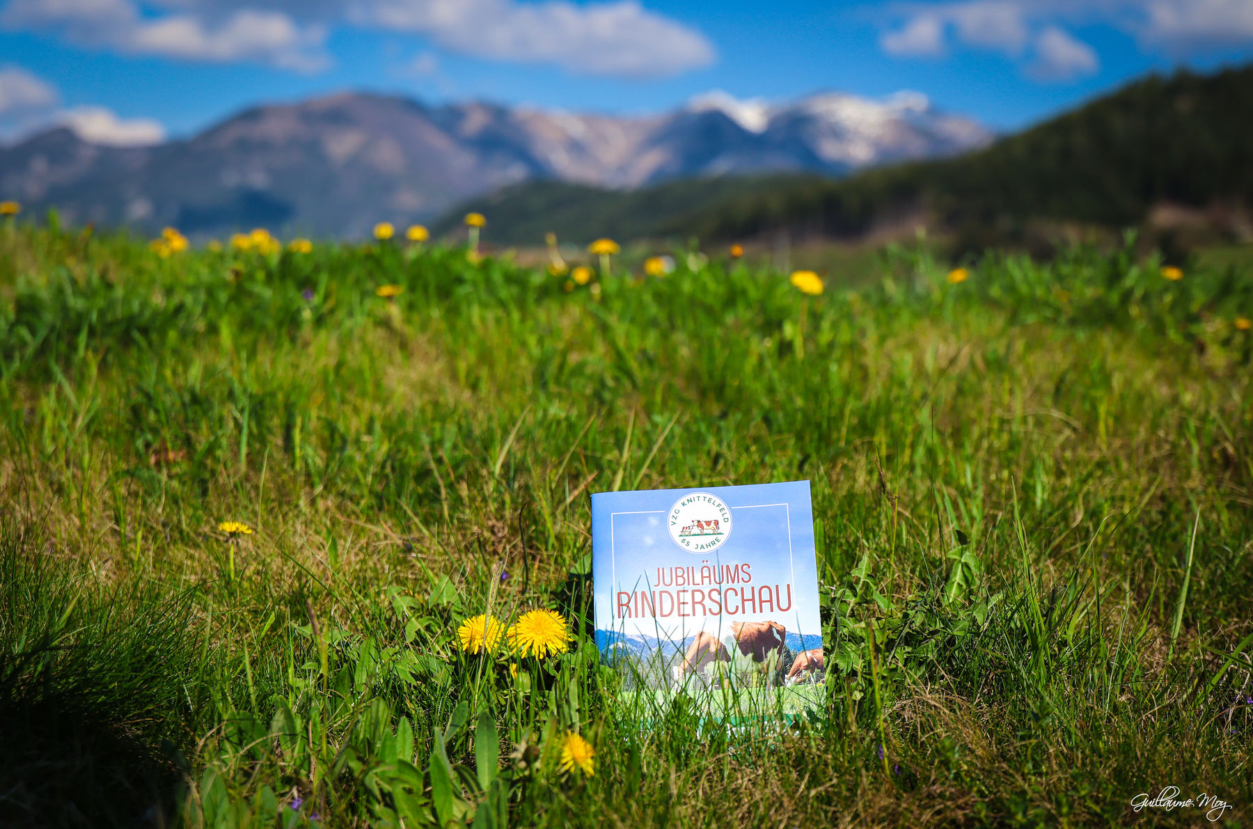 Rinderschau © Friedrich Baumann