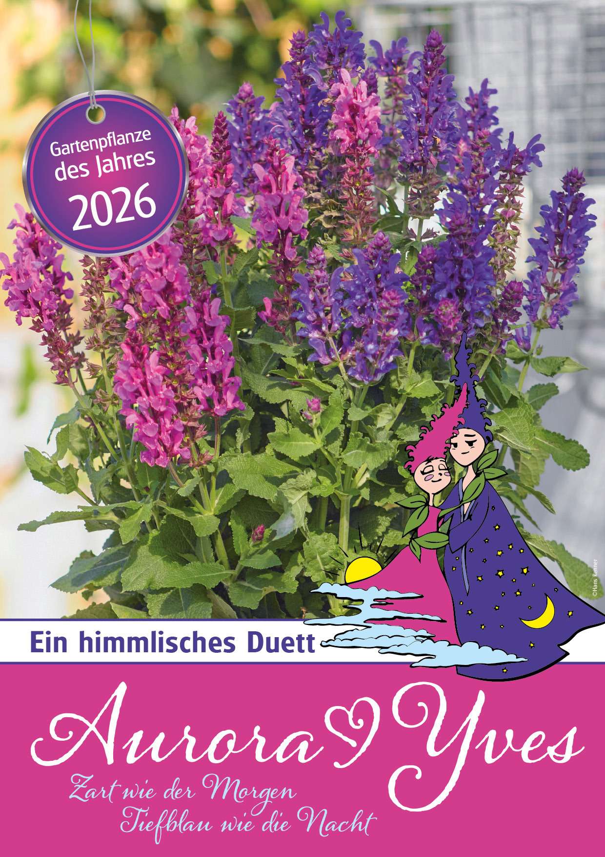 Gartenpflanze des Jahres 2026 Aurora Yves © Blumenmarketing Austria
