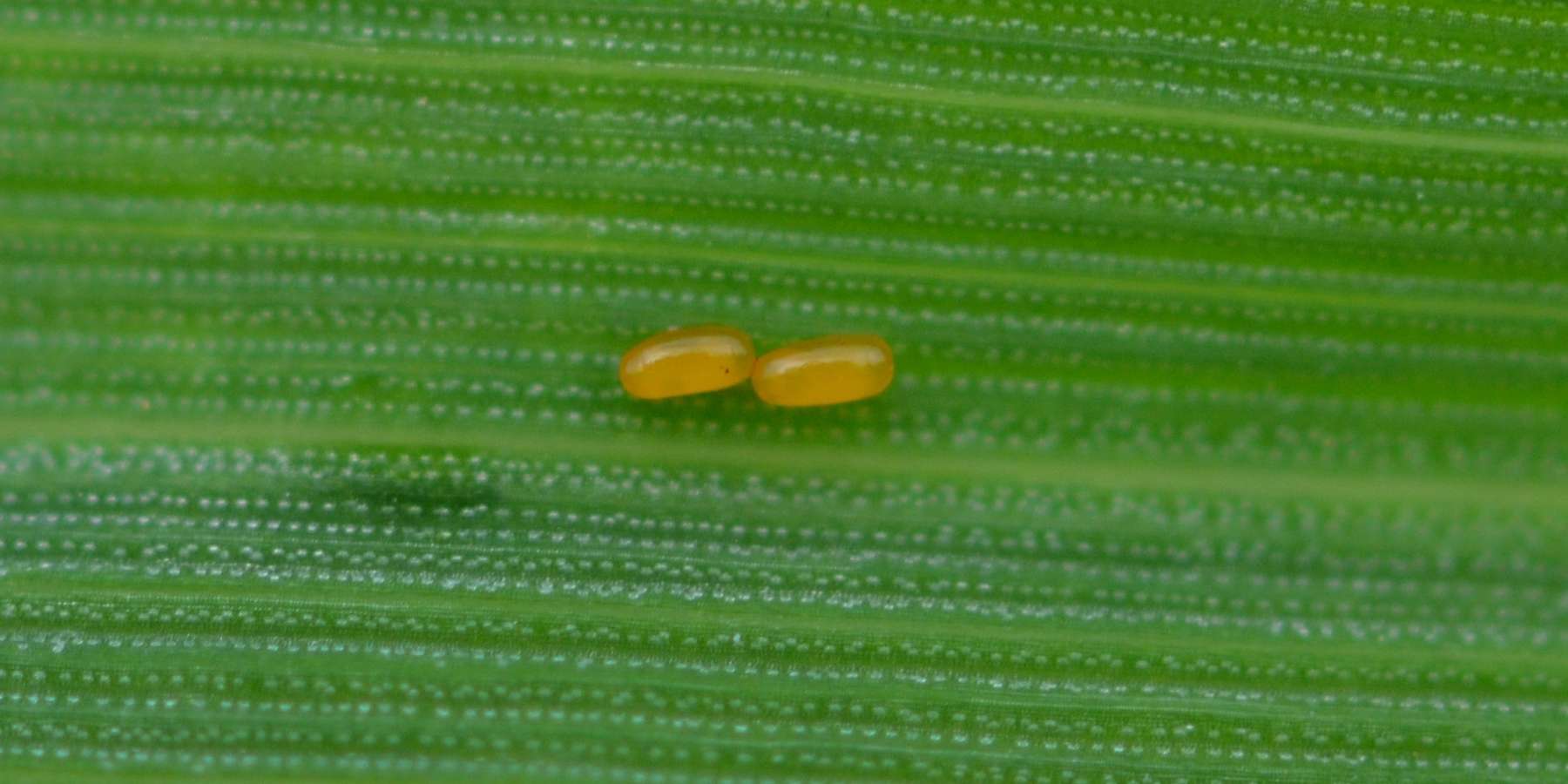 WW-Getreidehähncheneier.jpg © LK OÖ/Köppl