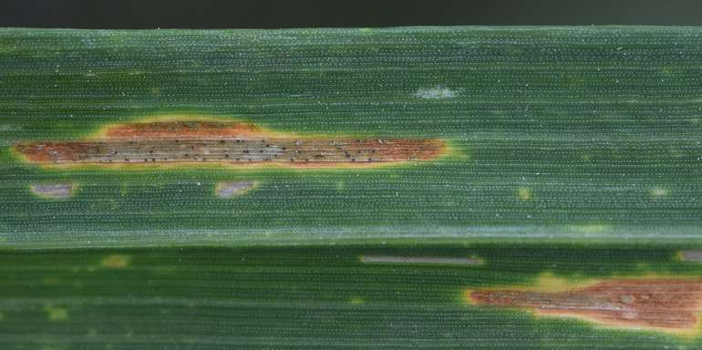 WW-S.tritici (3).jpg © LK OÖ/Köppl