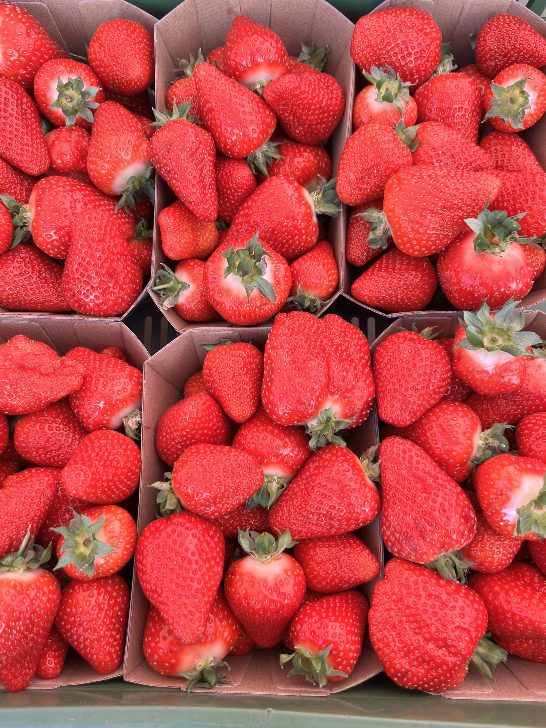 sb18_mt_xbeeren.jpg © Dürnberger