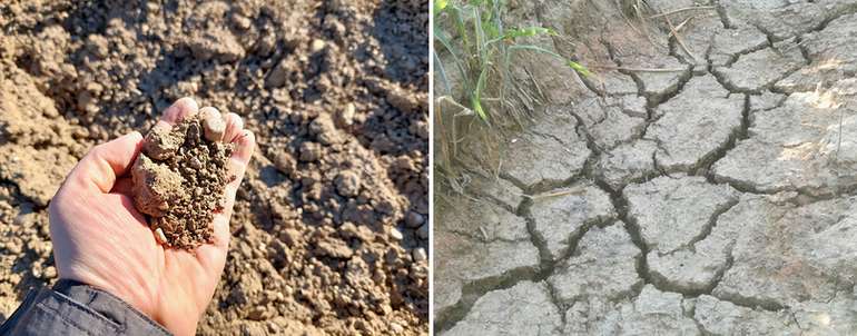 Trockenheit - Auswirkungen.jpg © BWSB/Wallner