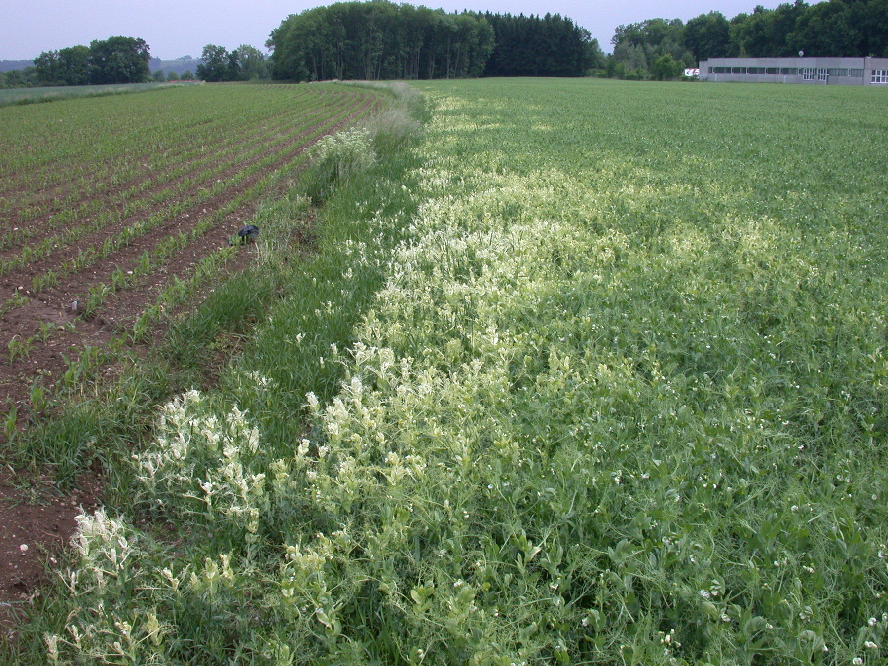 Abdrift auf Nachbarflächen ist unbedingt zu vermeiden.jpg © LK OÖ/Köppl