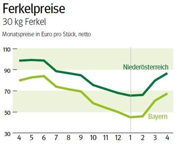 NÖ: Ausblick auf den Ferkelmarkt im Mai 2026 © LK NÖ