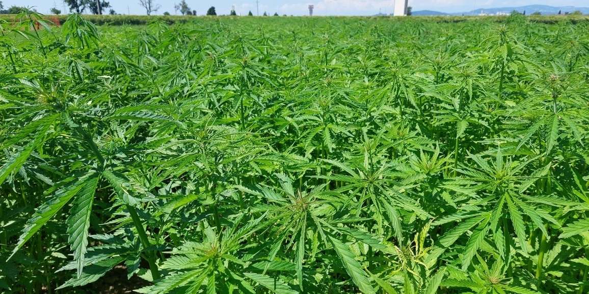 Hanf.jpg © BWSB/Wallner