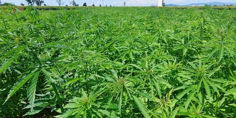 Hanf.jpg © BWSB/Wallner