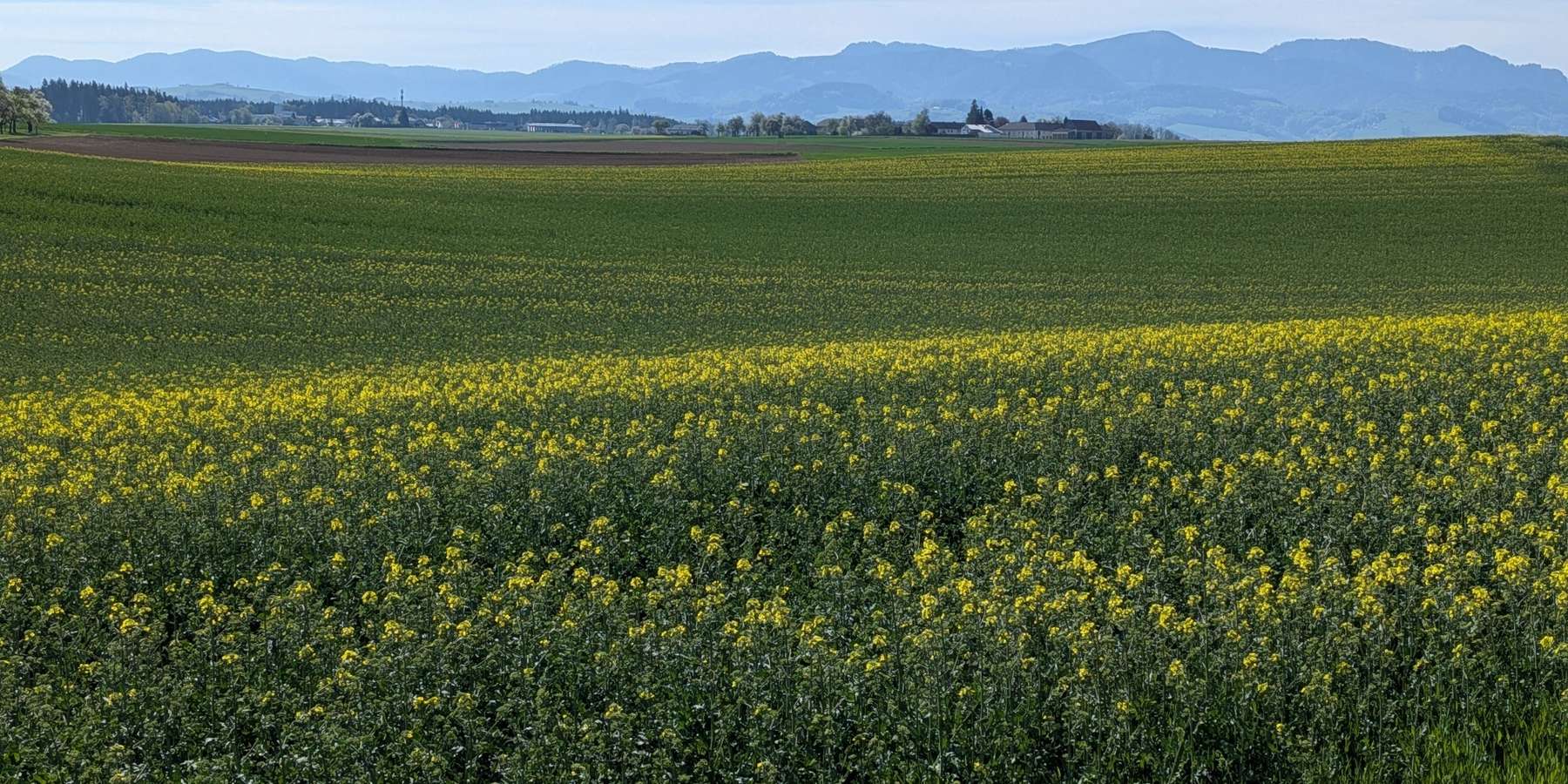 Rapsherbizidversuch 2025/2026.jpg © BWSB/Ömer T.