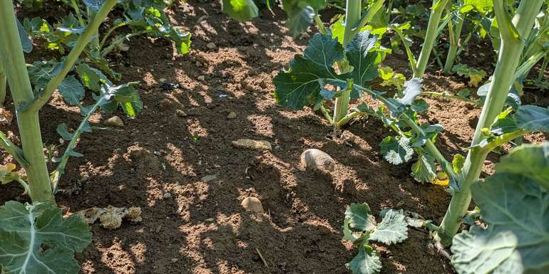 Unkrautfreie Rapsbestände.jpg © BWSB/Ömer T.