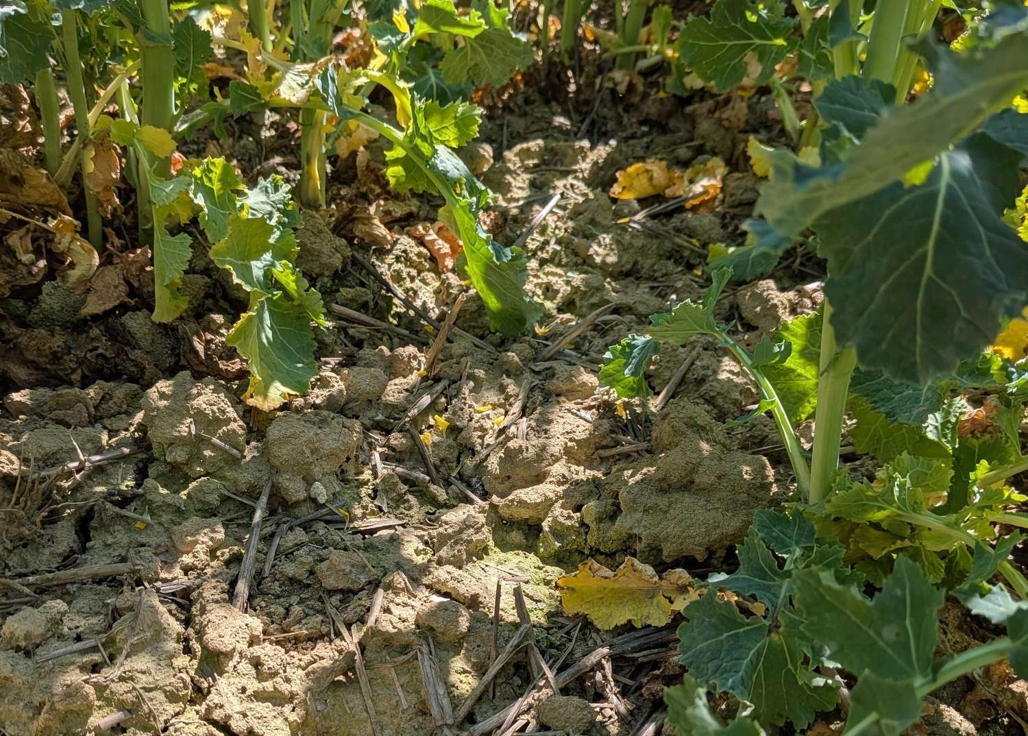 2 Unkrautfreie Rapsbestände.jpg © BWSB/Ömer T.