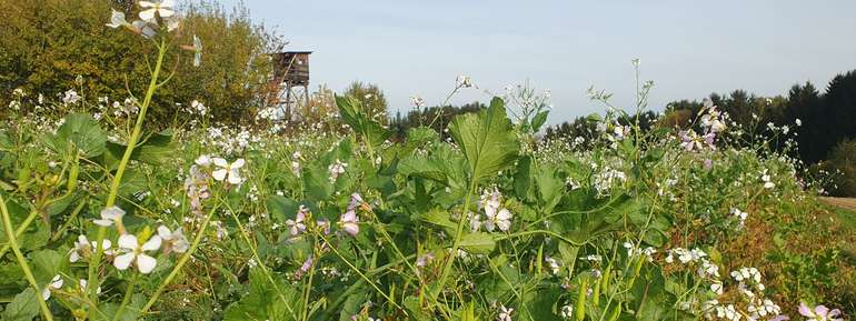 Begrünung mit Buchweizen.jpg © LK NÖ/Schally