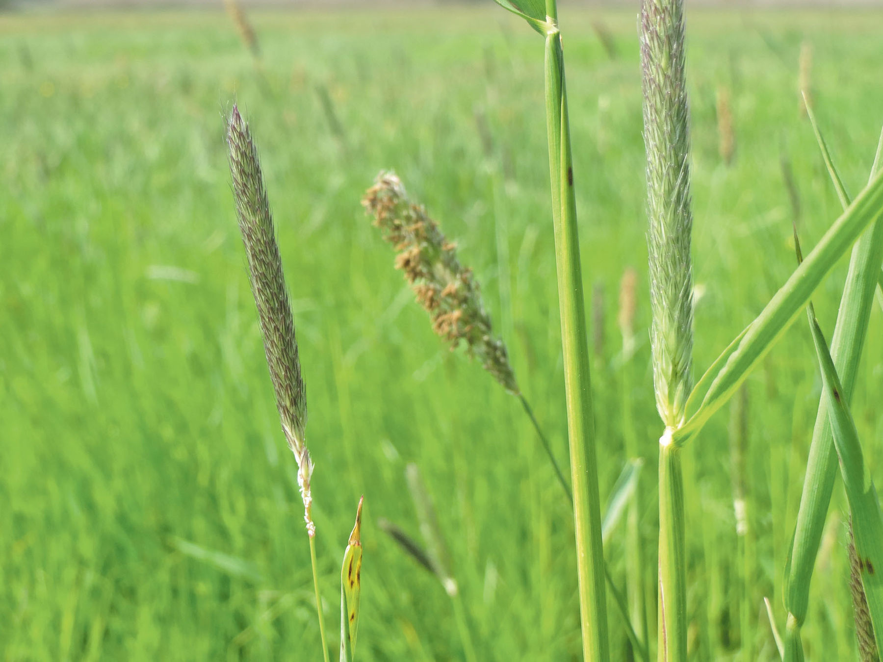 Übers Feld.jpg © Wikipedia