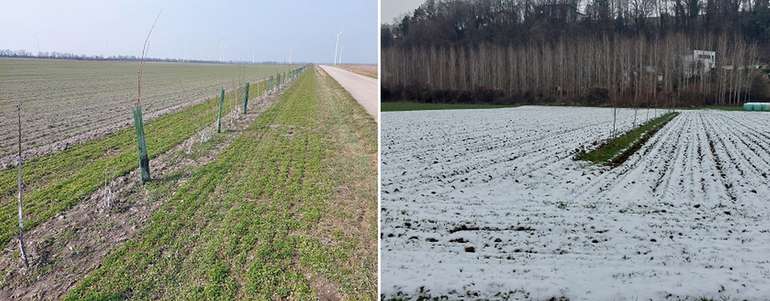 Maßnahmen zum Schutz von Bodenverlusten durch Winderosion.jpg © BWSB/Wallner