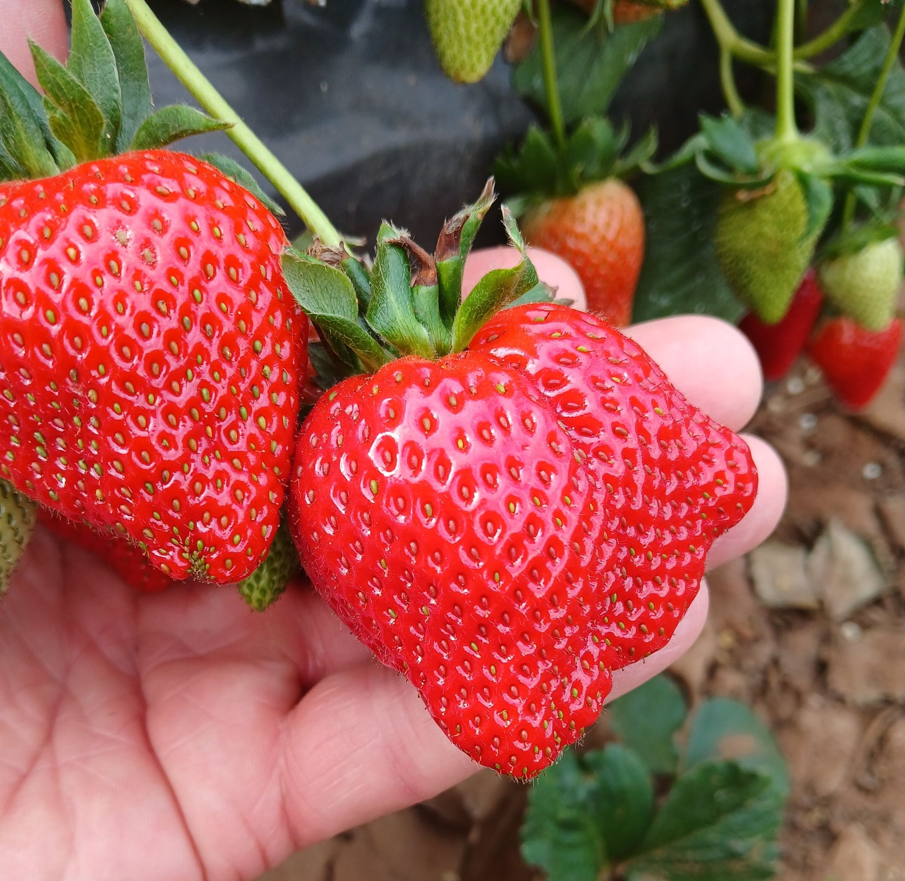Erdbeeren.jpg © LK Steiermark
