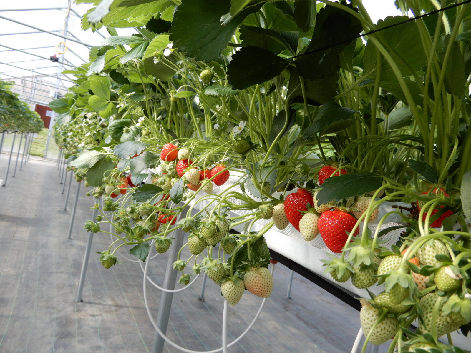 Erdbeeren im Tunnel.jpg © LK Steiermark