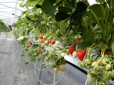 Erdbeeren im Tunnel.jpg © LK Steiermark