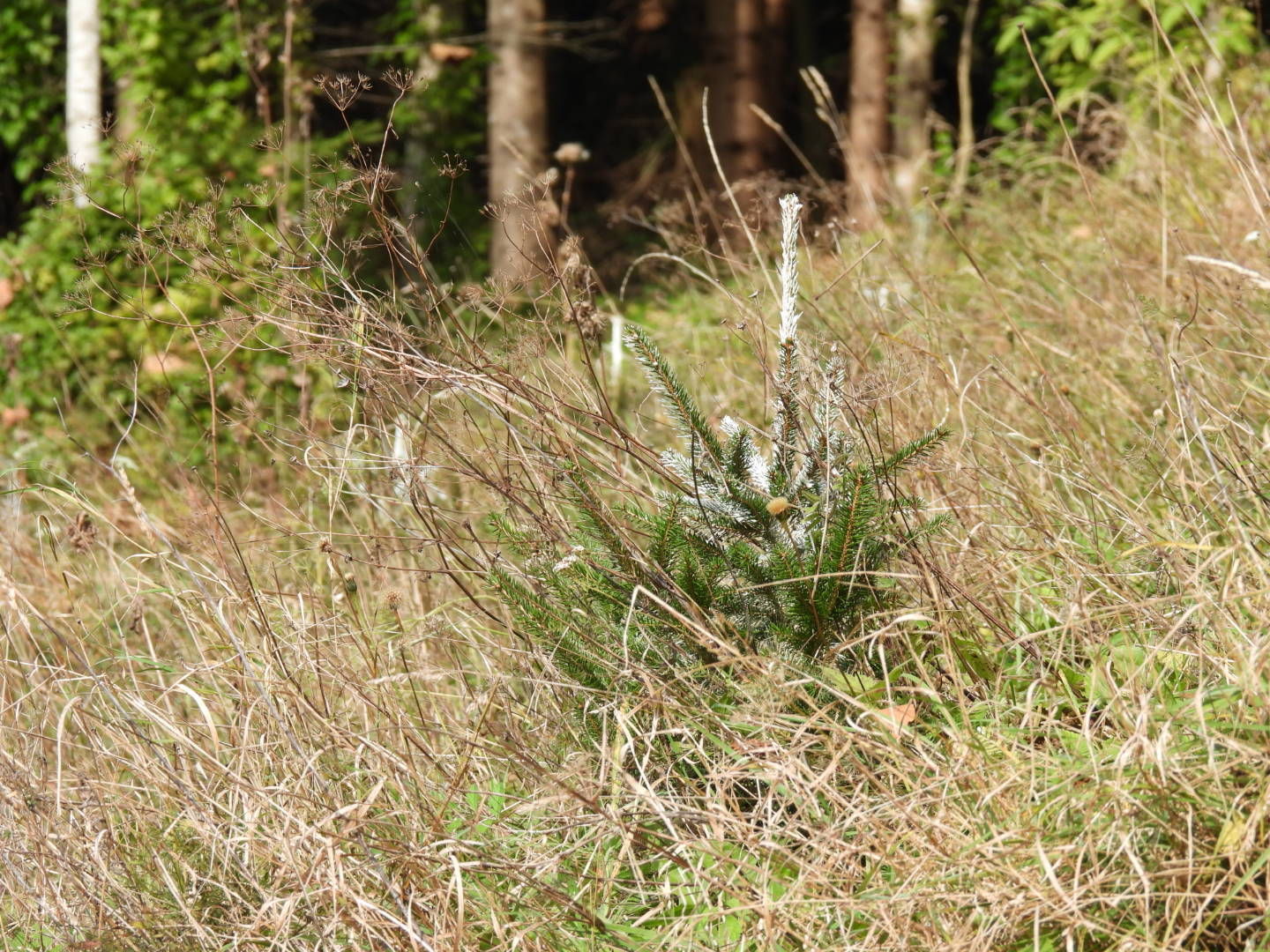 Fichte Wildschutzmittel .jpg © Susanna Teufl/LK Niederösterreich