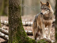 Wolf_Wald_Baumstamm_AdobeStock_261247463©AB Photography © Adobestock/AB Photography