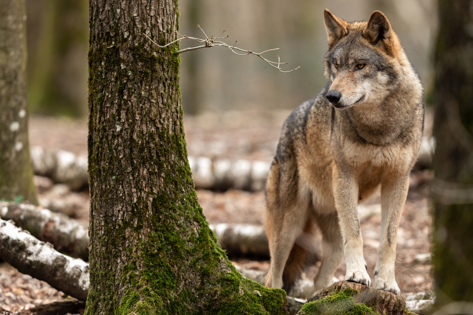 Wolf_Wald_Baumstamm_AdobeStock_261247463©AB Photography.jpg © Adobestock/AB Photography