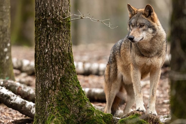 Wolf_Wald_Baumstamm_AdobeStock_261247463©AB Photography.jpg © Adobestock/AB Photography
