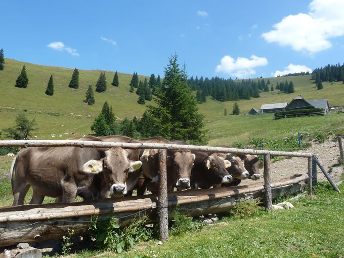 Turnaueralm_Trog3.jpg © Stefan Steirer